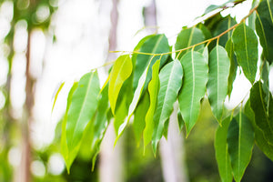 Eucalyptus