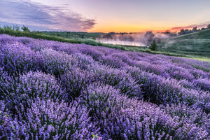 French Lavender