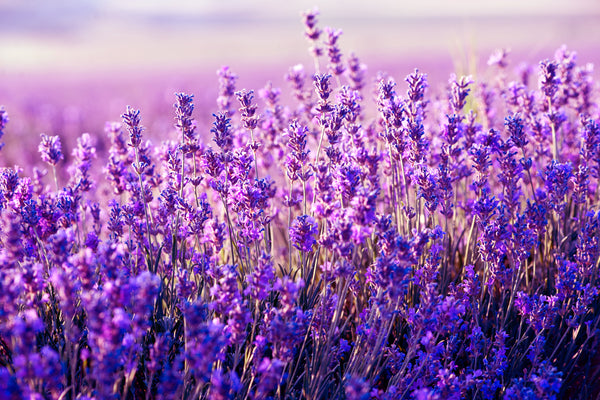 Lavender_Fields_263e7df2-bc54-
