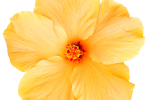 Puakenikeni Hawaiian Flower