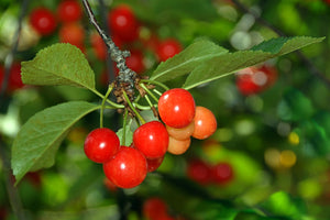Twigs and Berries