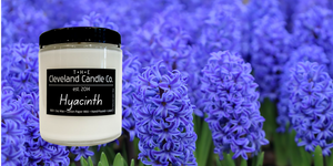 Hyacinth