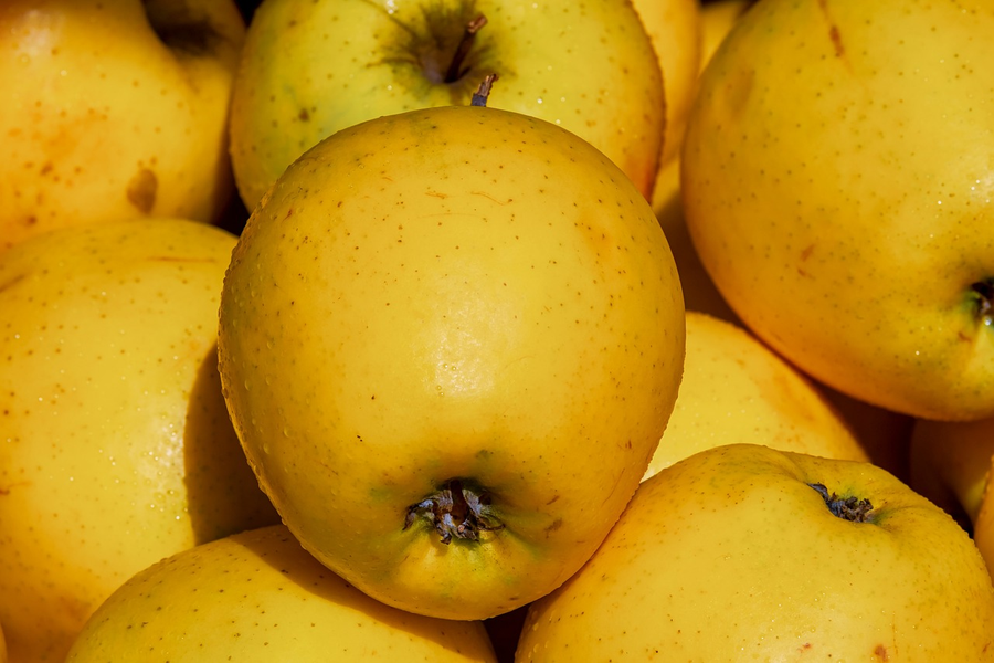 Apple Harvest