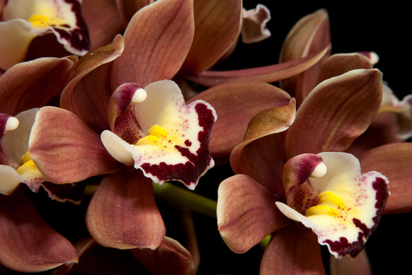 Chocolate_Orchid_600x.jpg?v=