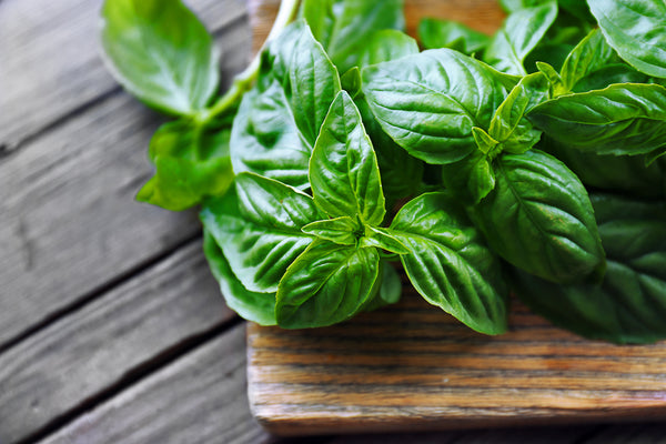 Fresh Basil - Cleveland Candle Company