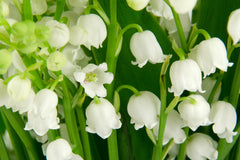 Lily_of_the_Valley_240x.jpg?v=
