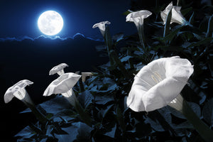Moon Flower - Paper Sample Swatch