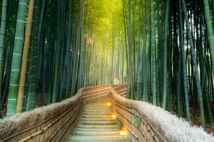 Bamboo Forest