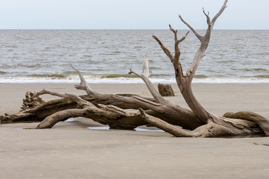 Driftwood on the Lake- Scent Sample